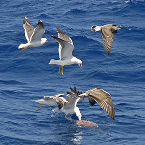 Atlantis Yellow-legged Gulls over chum block © John Muddeman